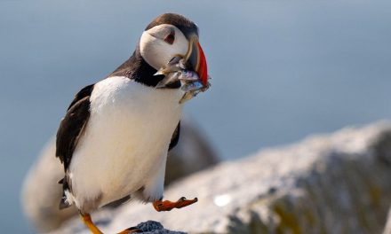Puffin colonies in Maine recover, ‘population is stable, and it could still be growing’
