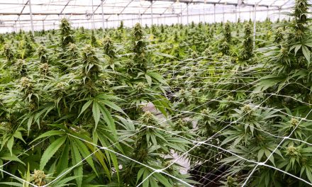 Top Republicans Investigating Spread Of Chinese-Backed Marijuana Farms In United States
