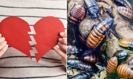 Zoos keep up Valentine’s Day tradition of naming cockroaches and animals after exes and loved ones